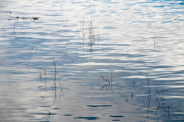 River water and vegetation silhouette in high contrast