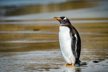 It's Gentoo penguin on the Falkland Islands
