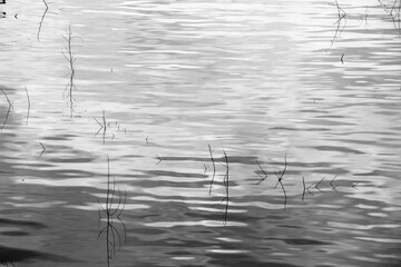 River water and vegetation silhouette in black and white