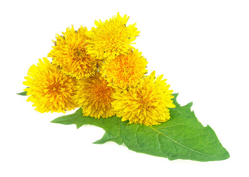 Dandelion flowers with leaves isolated on a white background
