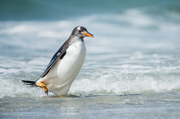 It's Cute little gentoo penguin neat the ocean water in Antarctica