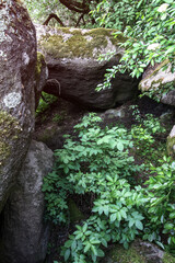 Rocky rock in the mountains with greenery on the background. Stock image for design. cobblestone in nature.