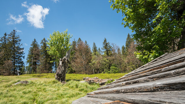 J&auml;hrlingsschachten im Bayerischen Wald