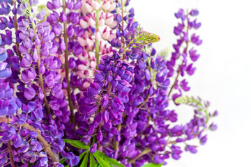 Delicate lupine flowers close-up on a white background. Background for graphic works. Very bright floral background.