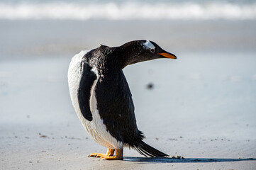 It's Profile of a gentoo penguin in Antarctica