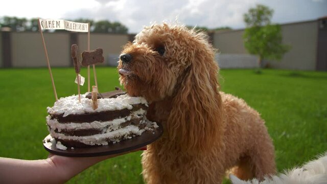 dogs eating birthday cake, 4k
