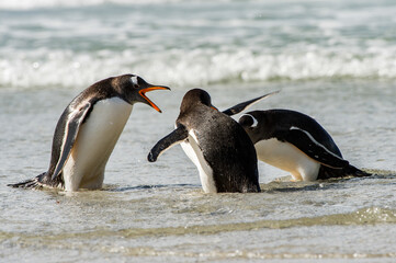 Naklejka premium It's Group of the penguins in the Atlantic Ocean