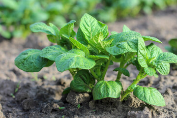 A beautiful shot of young green potatoes that just climbed out of the soil