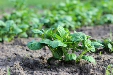 Young potato plant close-up on a background of a row of potatoes. Horizontal shot with blurry background.