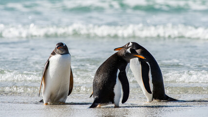 It's Group of the penguins in the Atlantic Ocean