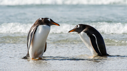 Fototapeta na wymiar It's Group of the penguins in the Atlantic Ocean