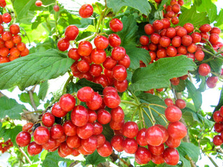 bunch of red currants