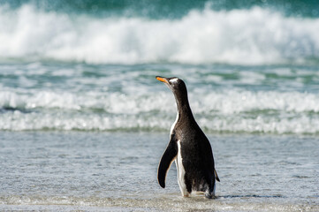 It's Gentoo penguin in the ocean portrait
