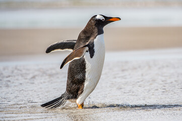 It's Little cute gentoo penguin portrait