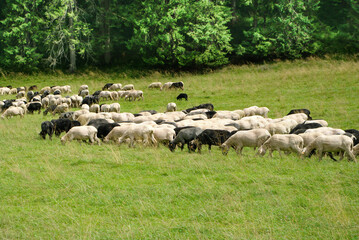 owce na pastwisku