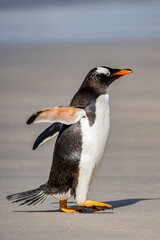 It's Gentoo penguin on the sand, Falkland Islands