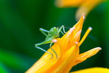 Green grasshopper on a flower close-up