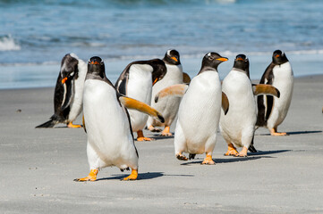Obraz premium It's Group of the penguins playing, swimming and eating in the Atlantic Ocean