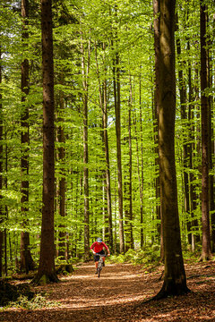A mountain biker riding along a forest path with sunlight and tall green beech trees overhead. Regensburg, Germany.