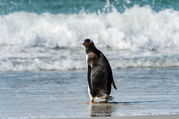 It's Little gentoo penguin under the waves in Antarctica