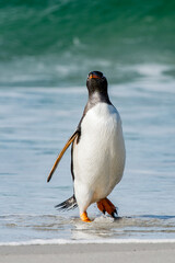 It's Gentoo penguin portrait in Antarctica