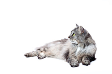 pet chinchilla cat fluffy striped gray lies and looking to side, feline animal isolated on a white background with a copy space.
