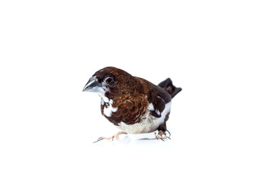 Japanese finch bird with brown and white feathers pet portrait isolated on a white background, birdwatching mock up veterinary ornithology theme with copy space.