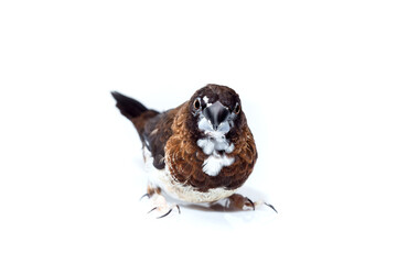 Japanese finch bird with dark brown and white feathers pet portrait isolated on a white background, birdwatching mock up veterinary ornithology theme with copy space.