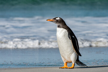 It's Gentoo penguin portrait in Antarctica