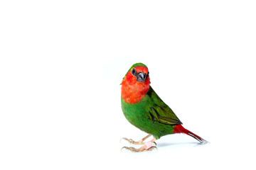 red head parrot finch green color with a red tail a small exotic bird, pet isolated on a white background on theme of veterinary ornithology with a copy space.