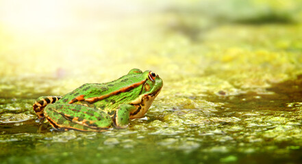 green and colorful frog in its natural environment, river water in spring summer light with space to write text