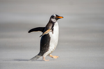 It's Little penguin walks on the sand