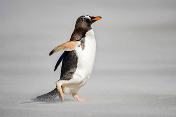 Fototapeta na wymiar It's Little penguin walks on the sand