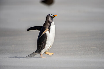 It's Little penguin walks on the sand