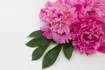 bouquet of pink peonies on a white background