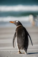 Zelfklevend Fotobehang It's Little penguin from behind © Anton Ivanov Photo