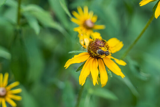 Honey bee pollinates a wild sunflower.