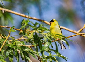 American Goldfinch 3