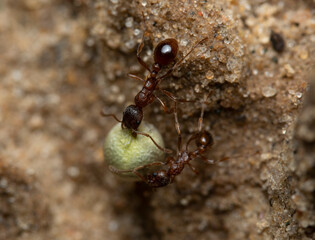 Two red ants helping each other carry a grain