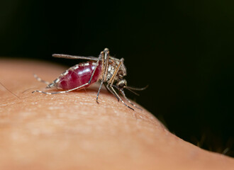 Mosquito Full of Blood macro closeup sucking
