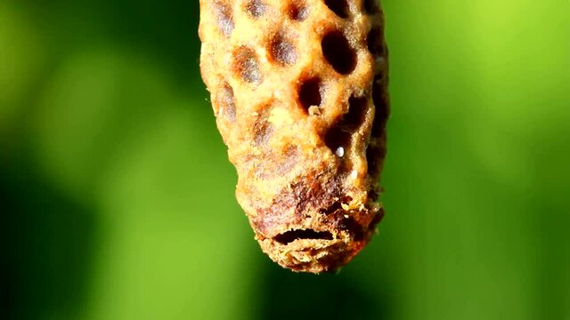 Queen bee gnaws a cocoon to exit from it. Bees help Queen Bee to get out of cocoon