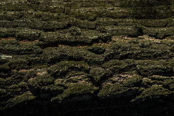 tree bark texture