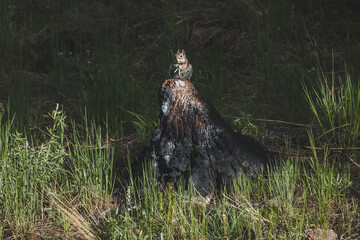 Chipmunk Eating on a Stump