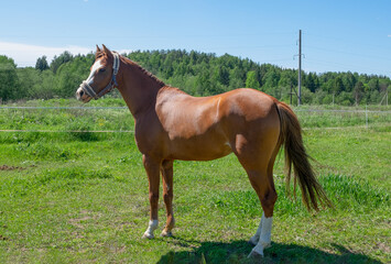 Obraz premium A young brown horse stands on a green meadow on a summer day. Horizontal orientation, selective focus. Animal theme.