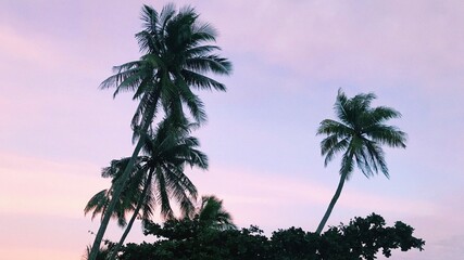 Palmtree and Sunset