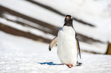 It's Gentoo Penguin (Pygoscelis papua) on the snow close up