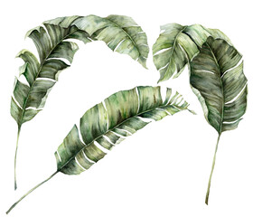 Watercolor summer big set with banana branches. Hand painted tropical palm leaves and twigs isolated on white background. Floral illustration for design, print or background.