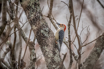 Red-Bellied woodpecker on a tree