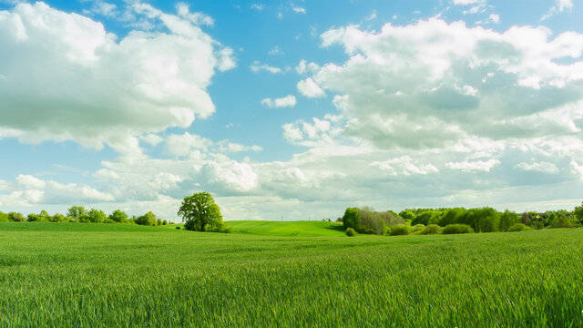 green field and blue sky