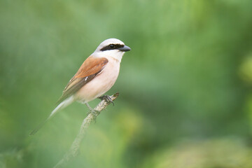 Red-backed shrike (Lanius collurio)is a carnivorous passerine bird, with black mask on the head and black pointy beak, red wings and soft creme colored body. Green diffused background. Scene from wild